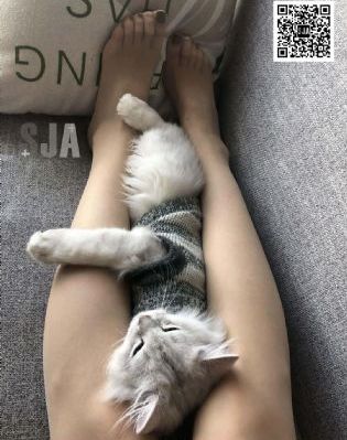 中文字幕在线观看免费